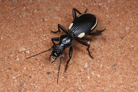 サバンナで えりまきを着けたようなコガネムシ発見 とんでもない甲虫 丸山宗利 幻冬舎plus サバンナで えりまきを着けたようなコガネムシ発見 とんでもない甲虫 丸山宗利 幻冬舎plus