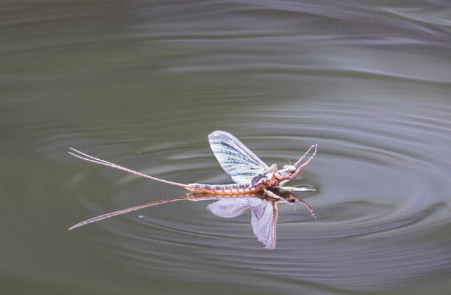 カマキリ ハリガネムシ いつ