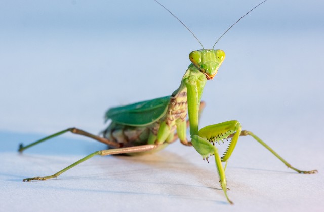 エサ カマキリ カマキリの赤ちゃんのエサは何？意外と簡単に用意ができるよ！