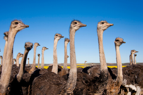 ダチョウってどんな鳥 そのすごさとアホさ ダチョウはアホだが役に立つ 塚本康浩 幻冬舎plus