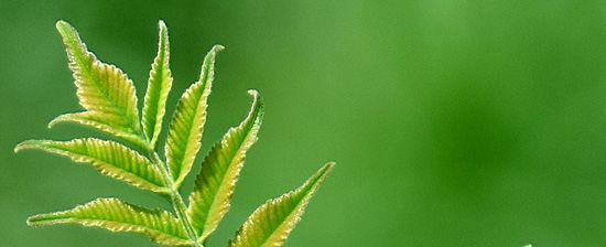 東洋二十四節気 星占い4月5日 清明 の時期の運勢 ホロスコープ歳時記 小池雅章 青山五行 幻冬舎plus