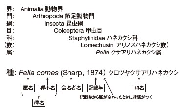クロツヤハネカクシを例とした動物の分類階級と学名の仕組みの図解